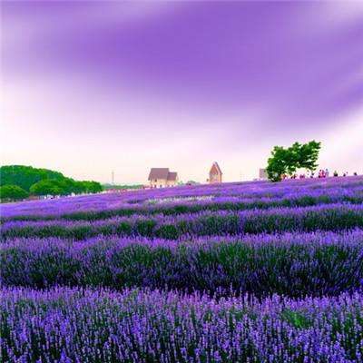 波胆app官网下载手机版